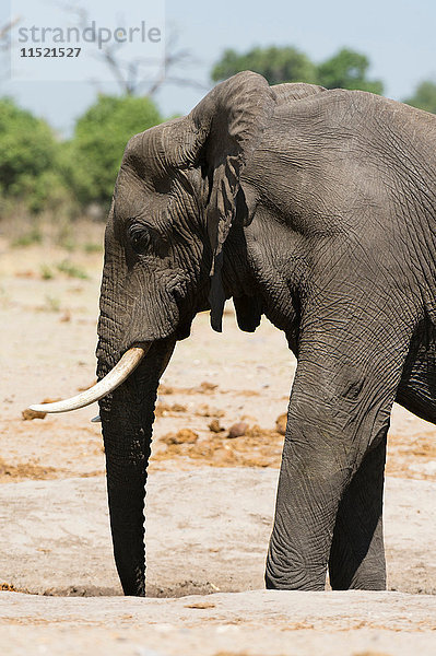 Seitenansicht eines afrikanischen Elefanten (Loxodonta africana)  Savuti-Sumpf  Chobe-Nationalpark  Botswana