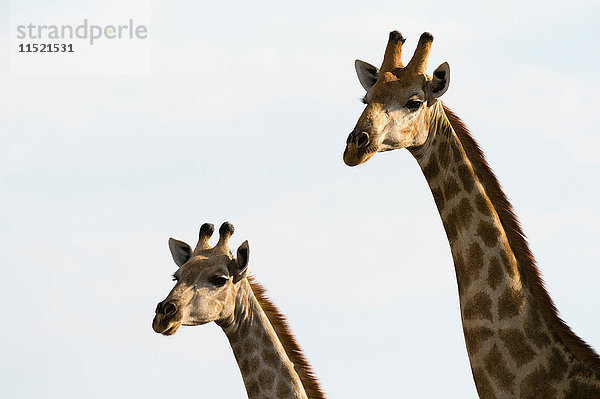 Zwei Giraffen (Giraffa camelopardalis)  Savuti-Sumpf  Chobe-Nationalpark  Botswana