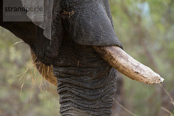 Detail des Stoßzahns eines afrikanischen Elefanten (Loxodonta africana)  Savuti-Sumpf  Chobe-Nationalpark  Botswana