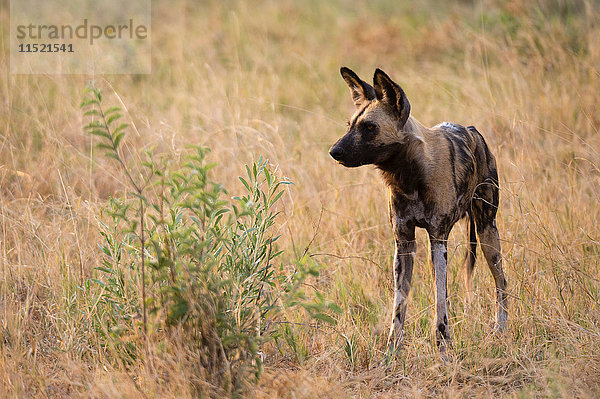 Afrikanischer Wildhund (Lycaon pictus) im Grasland  Savuti-Sumpf  Chobe-Nationalpark  Botswana