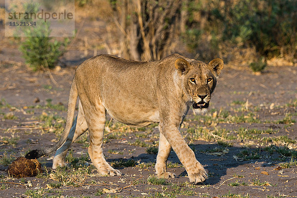 Porträt einer Löwin (Panthera leo) beim Wandern  Savuti-Sumpf  Chobe-Nationalpark  Botswana