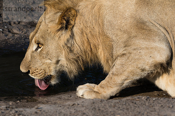 Löwe (Panthera leo) trinkt an einer Schlamm-Tränke  Savuti-Sumpf  Chobe-Nationalpark  Botswana