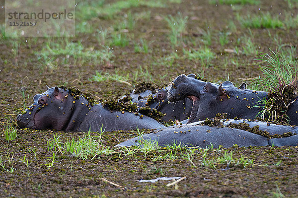 Flusspferde (Hippopotamus amphibius)  die sich im tiefen Schlamm suhlen  Khwai-Konzession  Okavango-Delta  Botswana