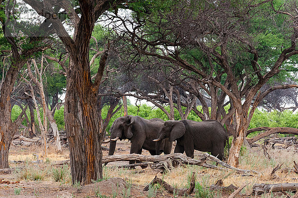 Zwei Elefanten (Loxodonta africana) zwischen Bäumen  Khwai-Konzession  Okavango-Delta  Botswana