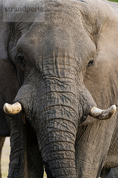 Vorderansicht Porträt eines Elefanten (Loxodonta africana)  Khwai-Konzession  Okavango-Delta  Botswana