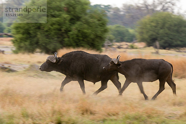Zwei Kap-Büffel (Syncerus caffer) im Grasland  Khwai-Konzession  Okavango-Delta  Botswana