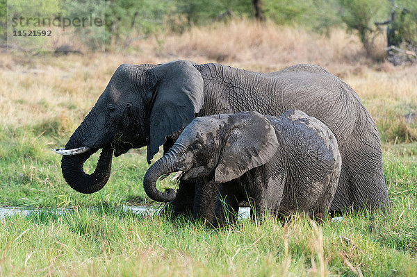 Junger Elefant (Loxodonta africana) und Mutter  die sich von Gras ernähren  Khwai-Konzession  Okavango-Delta  Botswana