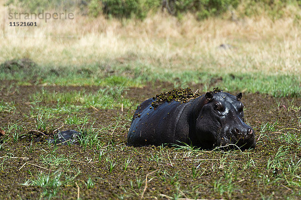 Flusspferd (Hippopotamus amphibius)  das sich im tiefen Schlamm wälzt  Khwai-Konzession  Okavango-Delta  Botswana
