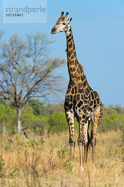 Giraffe (Giraffa camelopardalis) im Grasland  Khwai-Konzession  Okavango-Delta  Botswana