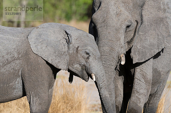 Jungtier mit Elefantenmutter (Loxodonta africana) mit Rüssel zusammen  Khwai-Konzession  Okavango-Delta  Botswana