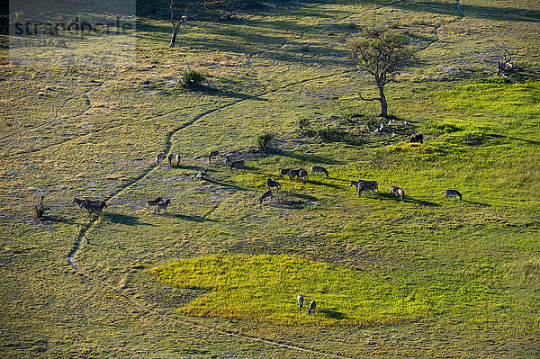 Luftaufnahme der Burchell-Zebra (Equus burchellii)-Herde  Okavango-Delta  Botswana