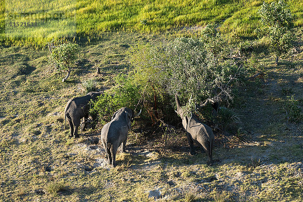 Luftaufnahme von drei afrikanischen Elefanten (Loxodonta africana)  die sich von Baumblättern ernähren  Okavango-Delta  Botswana