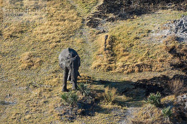 Luftaufnahme der Fütterung des einsamen afrikanischen Elefanten (Loxodonta africana)  Okavango-Delta  Botswana