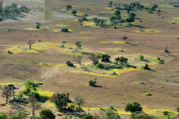 Luftaufnahme der Graslandschaft und der Bäume  Okavango-Delta  Botswana
