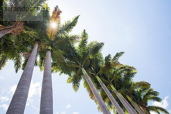 Tiefblick auf sonnenbeschienene Palmen und blauen Himmel  Insel Réunion