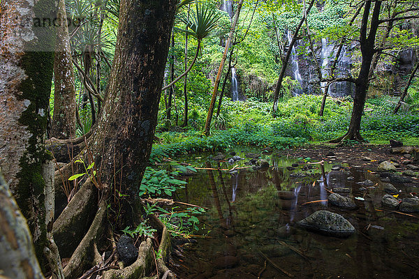 Regenwaldlandschaft und Wasserfall  Insel Réunion