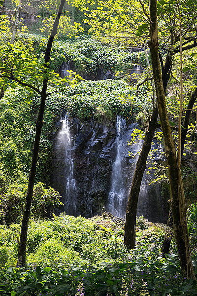Regenwald-Wasserfall  der über eine Felswand fließt  Insel Réunion