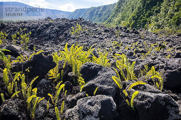 Vulkanische Landschaft mit schwarzen Felsen und Farnen  Insel Réunion