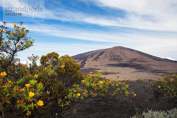 Vulkanlandschaft mit gelben Strauchblüten und Piton de la Fournaise  Insel Réunion