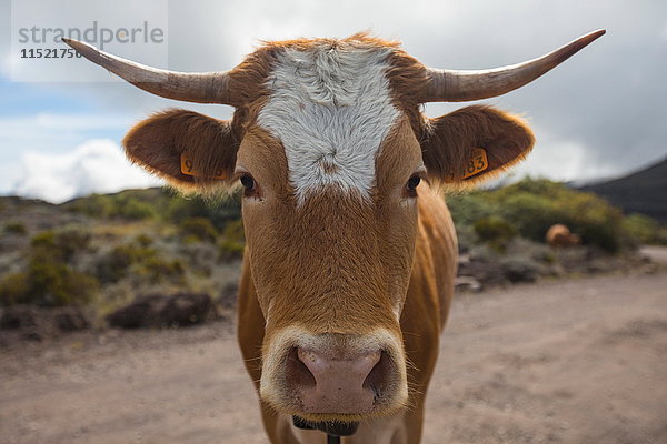 Porträt einer Kuh auf Feldweg  Insel Réunion
