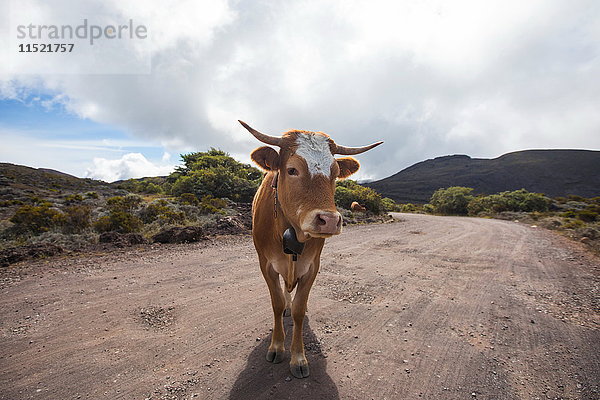 Landschaft mit Kuh auf Feldweg  Insel Réunion