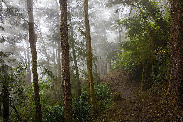 Pfad durch nebligen tropischen Regenwald  Insel Réunion