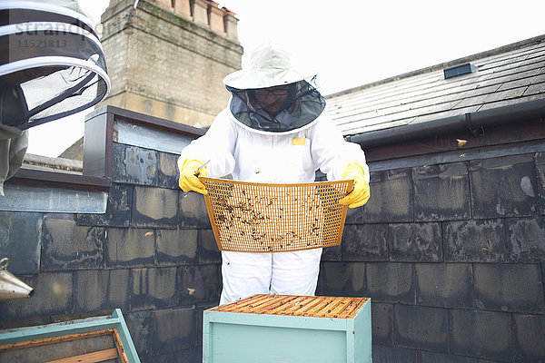 Zwei Imkerinnen  die den Bienenstock inspizieren.