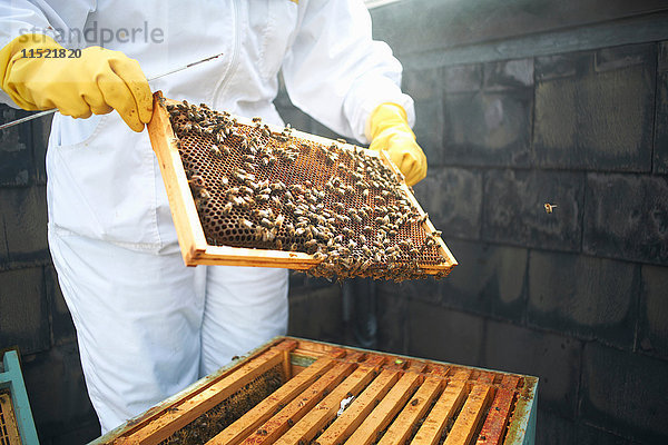 Imker bei der Inspektion des Bienenstockrahmens  Mittelteil