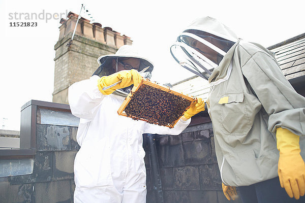 Zwei Imker inspizieren Bienenstockrahmen