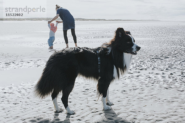 Niederlande  Schiermonnikoog  Border Collie  Mutter und kleine Tochter am Strand