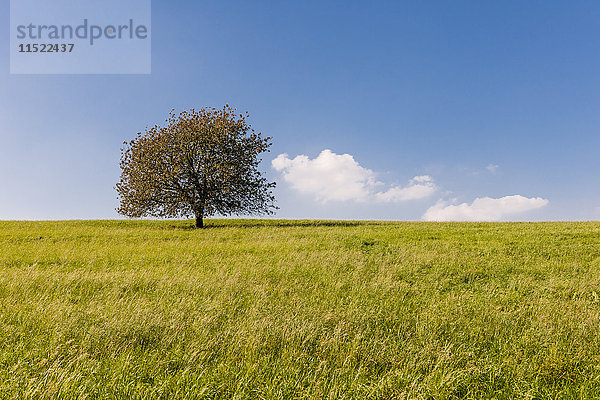 Deutschland  Hessen  Einzelbaum im Feld