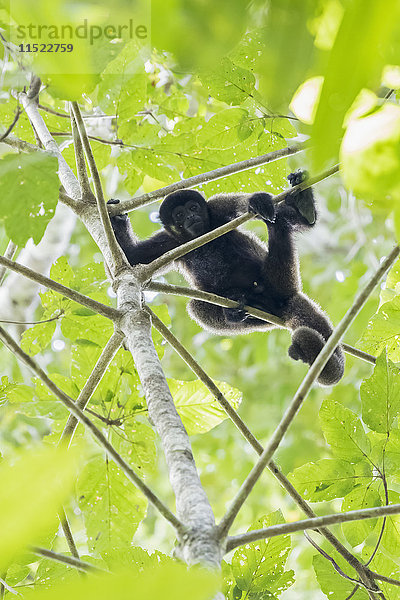 Peru  Manu-Nationalpark  schwarzer Brüller im Baum
