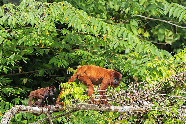 Peru  Manu-Nationalpark  venezolanischer Rotbrüller mit Jungtier