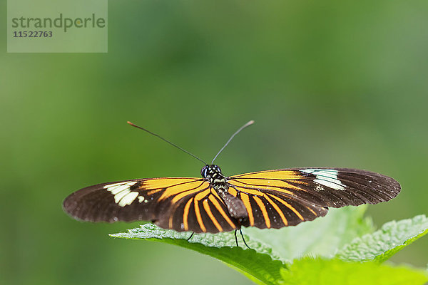 Peru  Manu Nationalpark  tropischer Schmetterling auf Blatt