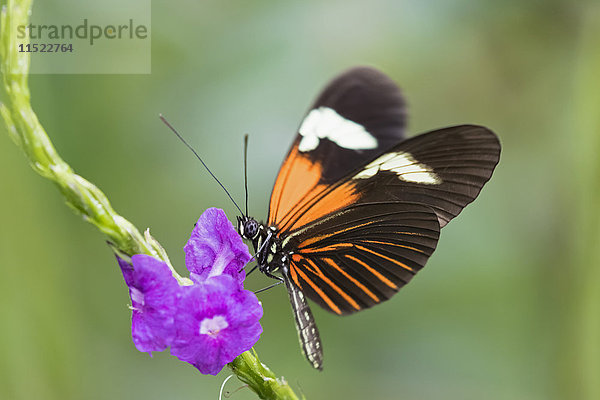 Peru  Manu-Nationalpark  tropischer Schmetterling in voller Blüte