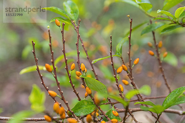 Peru  Amazonasbecken  Früchte der Kokapflanze