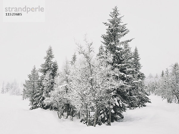 Norwegen  Oppland  Bäume in unberührter Winterlandschaft