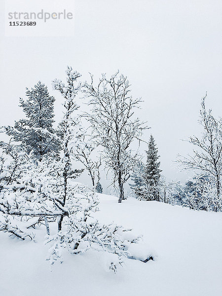 Norwegen  Oppland  Bäume in verschneiter Winterlandschaft