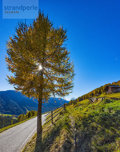Italien  Südtirol  Funes-Tal  Wald im Herbst