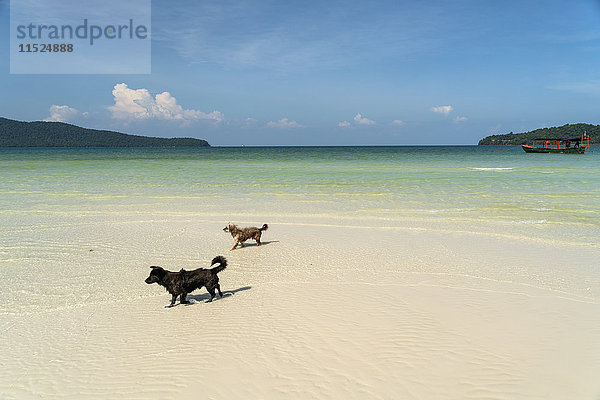 Kambodscha  Koh Rong Sanloem  zwei Hunde am Strand von Saracen Bay