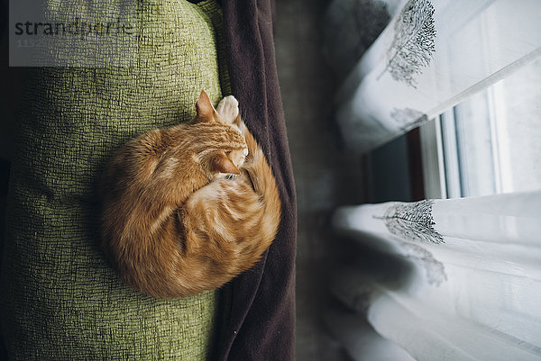 Katze schläft auf der Rückenlehne einer Couch