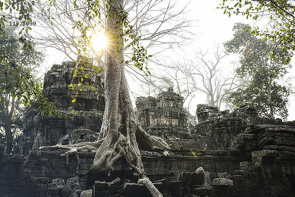 Kambodscha  Angkor  Ta Prohm Tempel  Tomb Raider Drehort
