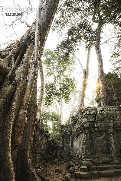 Kambodscha  Angkor  Ta Prohm Tempel  Tomb Raider Drehort