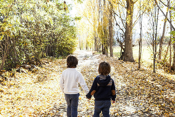 Rückansicht von zwei kleinen Jungen  die Hand in Hand auf der herbstlichen Landstraße gehen.