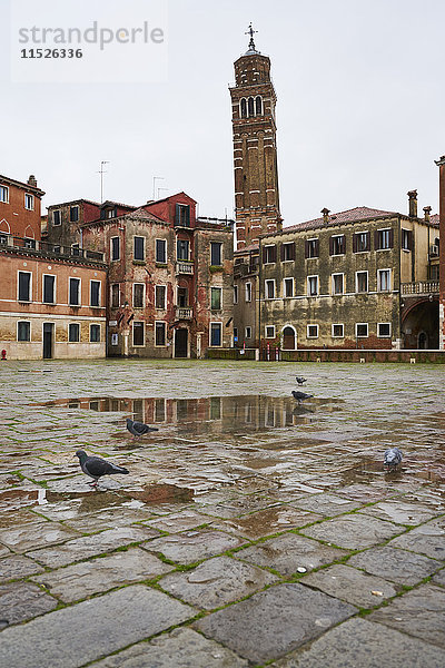 Italien  Venedig  Tauben auf Campo Sant'Angelo