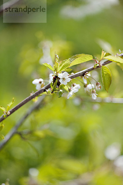 Weiße Blüten auf Zweig