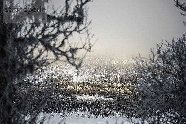 Winterlandschaft mit gefrorenem Wald