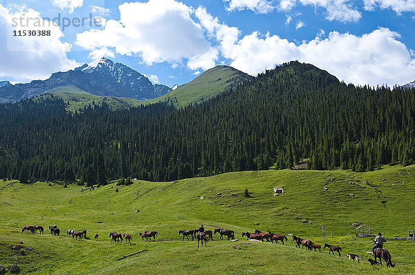 Kirgisistan  Issyk Kul Provinz (Ysyk-Kol)  Juuku Tal  der Schäfer Gengibek Makanbietov führt seine 24 Pferde auf der Alm.