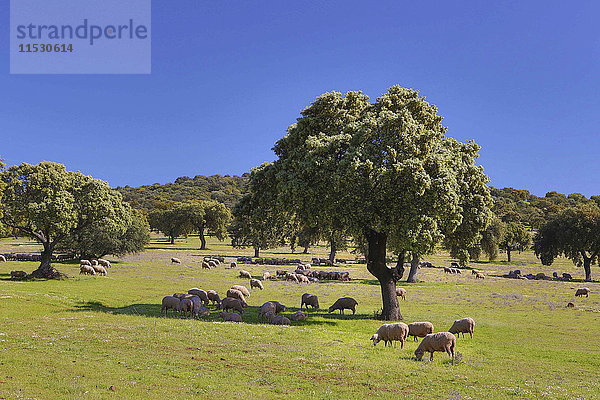 Spanien  Andalusien  Provinz Cordoba  Landschaft