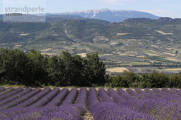 Frankreich  Drome  Provence  ein großer Blick auf ein Lavendelfeld  ein Tal und im Hintergrund'le Mont Ventoux''.